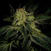 Triangle Kush Feminized Cannabis Plant